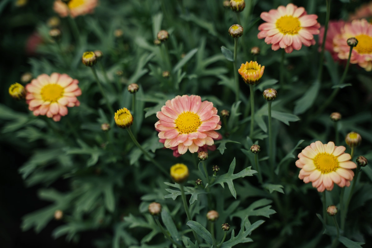 for-very-cool-pot-plants-nz-plant-addicts-come-see-tania